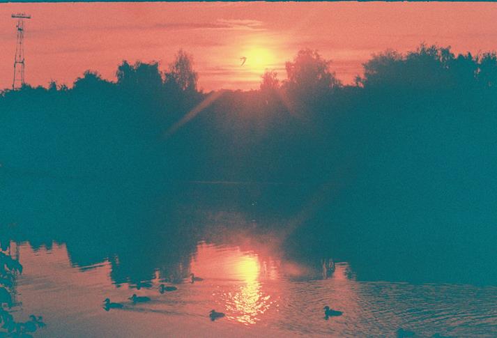 Sun_birds