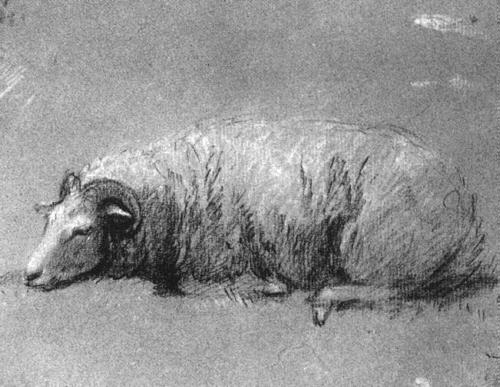 Study of a Sheep