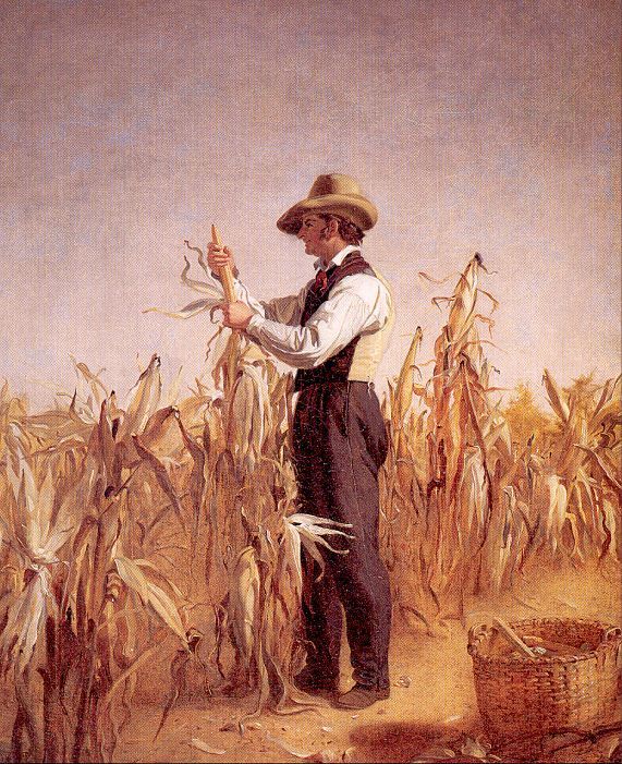 Long Island Farmer Husking Corn