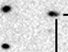 sn06al_i.jpg