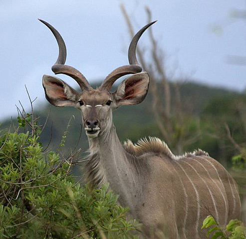 Canon 40D первые шаги, на критику-трафик