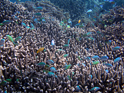 Открытие Филиппин